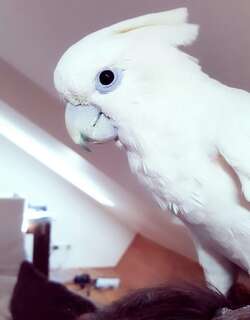 杜氏凤头鹦鹉 / Solomons Cockatoo / Cacatua ducorpsii