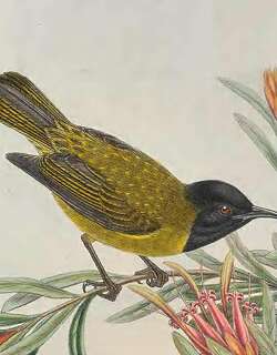 黑头摄蜜鸟 / Black-headed Myzomela / Myzomela melanocephala