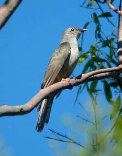 灌丛杜鹃 / Brush Cuckoo / Cacomantis variolosus