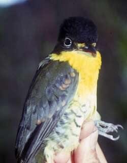 安第斯鵙伞鸟 / Andean Laniisoma / Laniisoma buckleyi