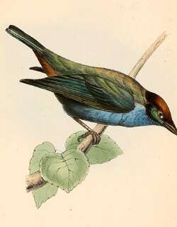 栗顶唐加拉雀 / Lesser Antillean Tanager / Stilpnia cucullata