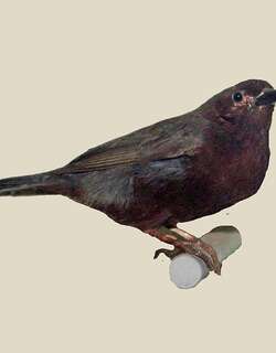 栗胸黑雀 / Chestnut-breasted Nigrita / Nigrita bicolor