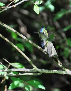 紫冠黑胸蜂鸟 / Purple-crowned Plovercrest / Stephanoxis loddigesii