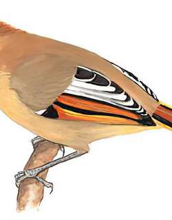 斑喉希鹛 / Bar-throated Minla / Actinodura strigula