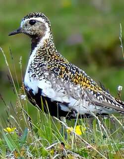 欧金鸻 / European Golden Plover / Pluvialis apricaria