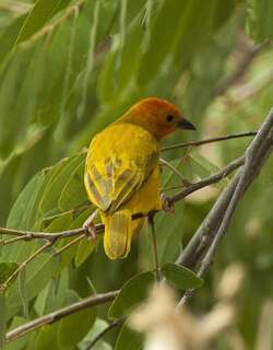 橙头织巢鸟 / Golden Palm Weaver / Ploceus bojeri