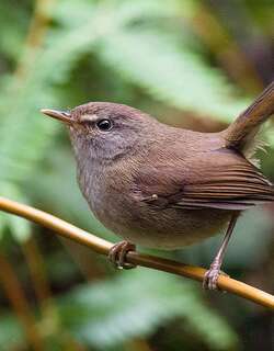 马氏树莺 / Sunda Bush Warbler / Horornis vulcanius