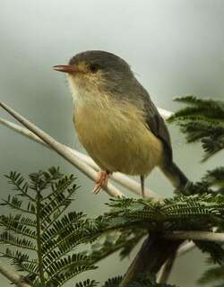 黄腹莺 / Buff-bellied Warbler / Phyllolais pulchella