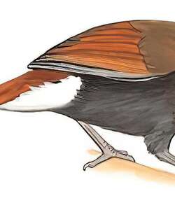 棕噪鹛 / Buffy Laughingthrush / Pterorhinus berthemyi