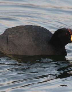 安第斯骨顶 / Andean Coot / Fulica ardesiaca