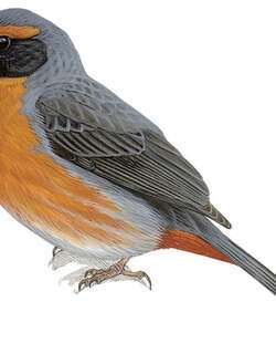 棕胸歌鹀 / Rufous-breasted Warbling Finch / Poospiza rubecula