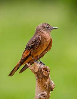 峭壁霸鹟 / Cliff Flycatcher / Hirundinea ferruginea