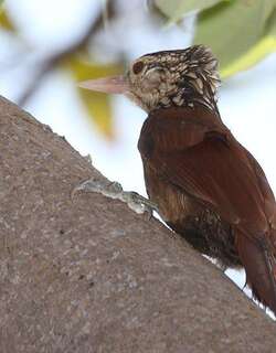 直嘴䴕雀 / Straight-billed Woodcreeper / Dendroplex picus