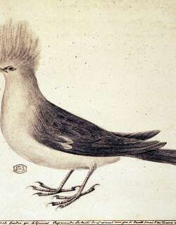 留尼旺掠鸟 / Hoopoe Starling / Fregilupus varius