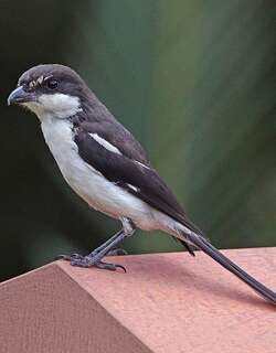 领伯劳 / Southern Fiscal / Lanius collaris