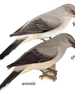 暗灰鹃鵙 / Black-winged Cuckooshrike / Lalage melaschistos