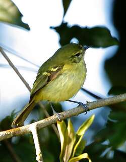 雷斯姬霸鹟 / Restinga Tyrannulet / Phylloscartes kronei