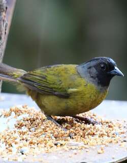 大脚雀 / Large-footed Finch / Pezopetes capitalis