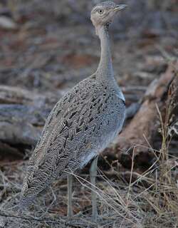 软冠鸨 / Buff-crested Bustard / Lophotis gindiana