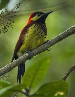 红背啄木鸟 / Crimson-mantled Woodpecker / Colaptes rivolii