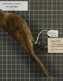 红眼先啸鹟 / Red-lored Whistler / Pachycephala rufogularis