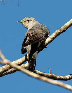 北方中杜鹃 / Oriental Cuckoo / Cuculus optatus