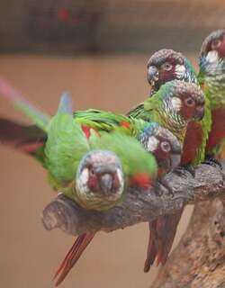 白耳鹦哥 / White-eared Parakeet / Pyrrhura leucotis