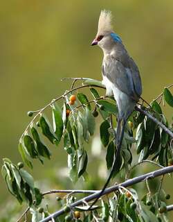 蓝枕鼠鸟 / Blue-naped Mousebird / Urocolius macrourus