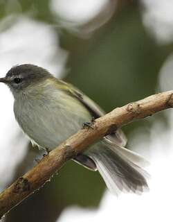 阿根廷小霸鹟 / Sclater’s Tyrannulet / Phyllomyias sclateri