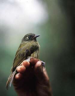纹颈霸鹟 / Streak-necked Flycatcher / Mionectes striaticollis