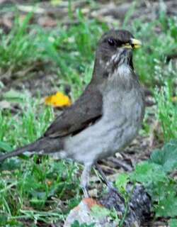 石鸫 / Blacksmith Thrush / Turdus subalaris