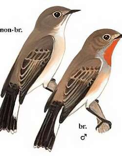 红喉[姬]鹟 / Red-breasted Flycatcher