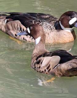 铜翅鸭 / Bronze-winged Duck / Speculanas specularis