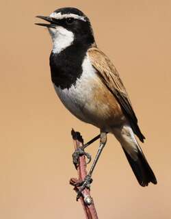 冕䳭 / Capped Wheatear / Oenanthe pileata