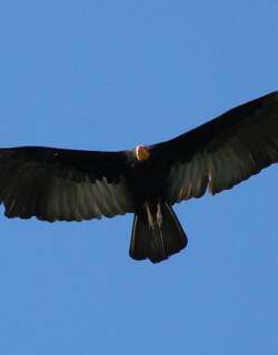 大黄头美洲鹫 / Greater Yellow-headed Vulture / Cathartes melambrotus