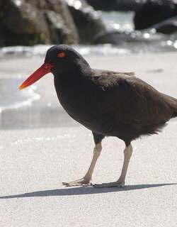 南美蛎鹬 / Blackish Oystercatcher / Haematopus ater