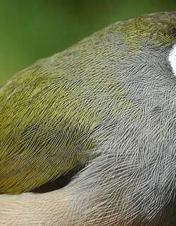 橄揽绣眼鸟 / Reunion Olive White-eye / Zosterops olivaceus