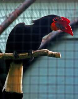 白头犀鸟 / Writhed Hornbill / Rhabdotorrhinus leucocephalus