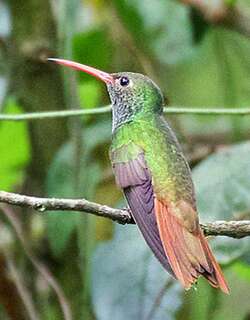 棕腹蜂鸟 / Buff-bellied Hummingbird / Amazilia yucatanensis