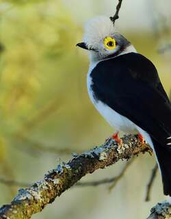 长冠盔鵙 / White-crested Helmetshrike / Prionops plumatus