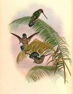 齿嘴蜂鸟 / Tooth-billed Hummingbird / Androdon aequatorialis