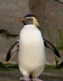 北跳岩企鹅 / Northern Rockhopper Penguin / Eudyptes moseleyi