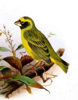 黑脸丝雀 / Black-faced Canary / Crithagra capistrata