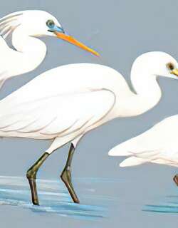 黄嘴白鹭 / Chinese Egret / Egretta eulophotes