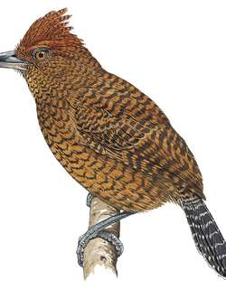 茶色蚁鵙 / Fulvous Antshrike / Frederickena fulva