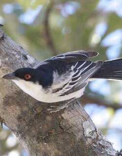 鹊形松背伯劳 / Black-backed Puffback / Dryoscopus cubla