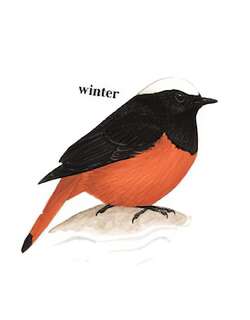 白顶溪鸲 / White-capped Redstart / Phoenicurus leucocephalus