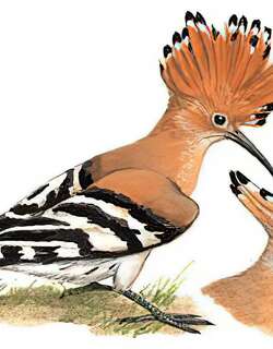 戴胜 / Eurasian Hoopoe / Upupa epops