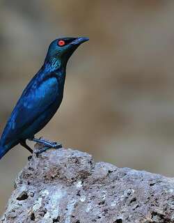 亚洲辉椋鸟 / Asian Glossy Starling / Aplonis panayensis