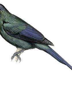 白眼辉椋鸟 / White-eyed Starling / Aplonis brunneicapillus